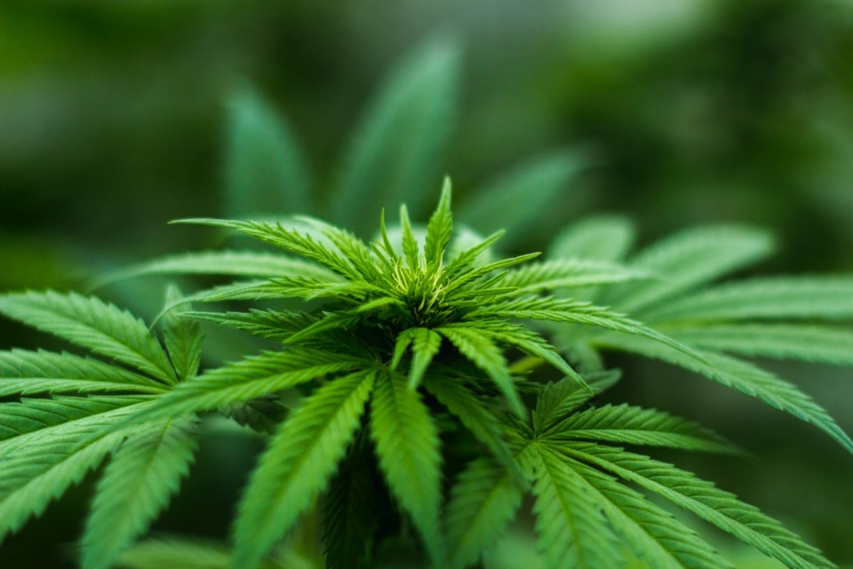 »Marihuana – saj to sploh ni droga…«